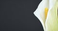 Single white calla lily flower in close up over black Royalty Free Stock Photo