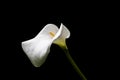 Single white calla lily flower isolated over black background Royalty Free Stock Photo