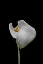 Single white calla lily flower isolated over black background Royalty Free Stock Photo