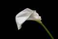 Single white calla lily flower isolated over black background Royalty Free Stock Photo