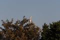 Cattle Egret perched high atop a tree Royalty Free Stock Photo