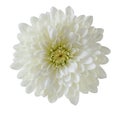 Single White Chrysanthemum