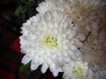 Single white Chrysanthemum flower close up Royalty Free Stock Photo