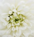 Single white chrysanthemum flower close up, Royalty Free Stock Photo