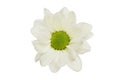 Single white chrysanthemum Royalty Free Stock Photo