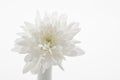 Single white chrysanthemum flower over white background Royalty Free Stock Photo