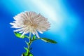 Single white chrysanthemum flower plant on blue background, studio shot Royalty Free Stock Photo