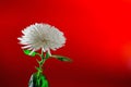 Single white chrysanthemum flower plant on red background , studio shot Royalty Free Stock Photo