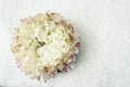 Single white Chrysanthemum flower without a stalk resting on a white snow bac Royalty Free Stock Photo