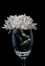 Single white Chrysanthemum in glass Royalty Free Stock Photo