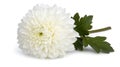 Single White Chrysanthemum with Green Leaves on White Background Royalty Free Stock Photo