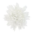 Single white chrysanthemum isolated over white background. Royalty Free Stock Photo