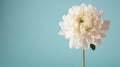 Single white chrysanthemum on light blue background, minimalistic floral concept Royalty Free Stock Photo