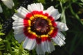 Single White Chrysanthemum with Red and Yellow Centre. Royalty Free Stock Photo
