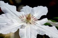 Single white clematis flower Royalty Free Stock Photo