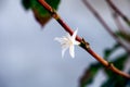Single white coffee flower blooming on Coffea branch