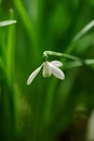 Single white common snowdrop flower growing against a green copy space background in a remote field. Closeup Galanthus Royalty Free Stock Photo