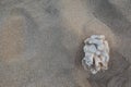 single white coral lying in fine sand at the beach on vacation Royalty Free Stock Photo