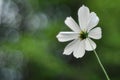 Single white cosmo flower