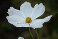 Single white cosmo flower in nature Royalty Free Stock Photo