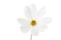 Single white Cosmos bipinnatus flower Royalty Free Stock Photo