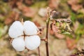 Single white cotton boll on limb