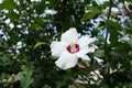 Single white crimsoneyed flower of Hibiscus syriacus in August Royalty Free Stock Photo