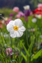 Single white daffodil narcissus blossom in colorful spring flower bed on sunny day in South Tyrol