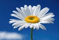 A single white daisy against a blue sky. Royalty Free Stock Photo