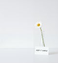 A single white daisy (Bellis perennis) in a clear glass vase is placed on a plain white surface. Royalty Free Stock Photo