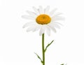Single White Daisy Flower on White Background Royalty Free Stock Photo
