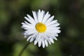 Single white daisy flower