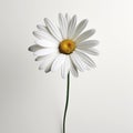 Monochrome Daisy With Long Stem On White Background