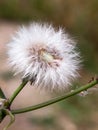 Single white dandelion fluff flower head intact whole Royalty Free Stock Photo