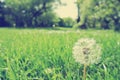 Single white dandelion in the grass, vintage concept. Royalty Free Stock Photo