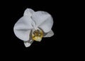 Single White Dendrobium Orchid on Black Royalty Free Stock Photo