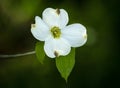 Single White Dogwood With Copy Space Royalty Free Stock Photo