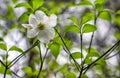 Single White dogwood tree bloom in the spring Royalty Free Stock Photo