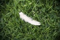 A single white Dove feather in the grass Royalty Free Stock Photo