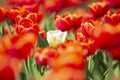 Single white Dutch tulip growing in a red flower bed Royalty Free Stock Photo