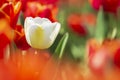 Single white Dutch tulip growing in a red flower bed Royalty Free Stock Photo