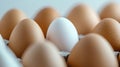 Single white egg surrounded by brown eggs in carton Royalty Free Stock Photo