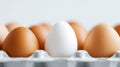 Single white egg surrounded by brown eggs in carton Royalty Free Stock Photo