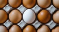 Single white egg surrounded by brown eggs in carton Royalty Free Stock Photo