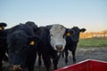 Single white-faced cow in a herd of black cows Royalty Free Stock Photo