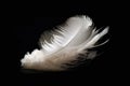 Solitary white fluffy feather with a black background Royalty Free Stock Photo