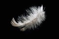 Solitary white fluffy feather with a black background Royalty Free Stock Photo
