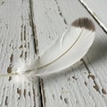 A single white feather with a dark tip rests on a worn, whitewashed wooden surface. The wood shows Royalty Free Stock Photo
