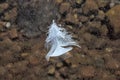 Single White Feather Floating Serenely On Clear Body Of Water. Royalty Free Stock Photo