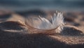 A single white feather gently resting on a sandy beach with blurred water and skyline at sunset Royalty Free Stock Photo
